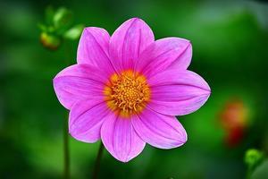 The Cultural and Ecological Significance of Kosumosu (Cosmos) - 