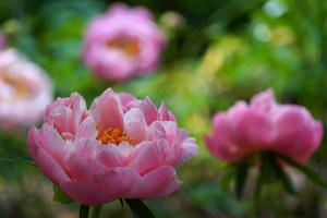 24.04.28：筥崎宮花庭園で花撮影２ - 