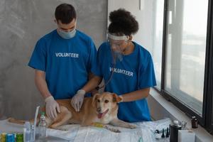  The Effect of Treatment Canines in Medical clinics Schools and Then some - 