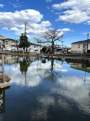 ある風景：Shirahata pond, Yokohama@Apr.2024 #2 - 