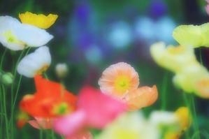 彩る春花壇 - 四季の草花に魅せられて。