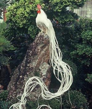  "Raising Onagadori Chickens: A Guide to Keeping Japan's Exquisite Long-Tailed Fowl" - 