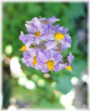 紫色の可愛い花…何の花？ - おだやかに　たのしく　Que Sera Sera