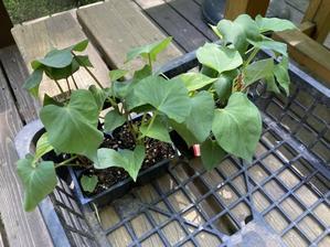 きょうの家庭菜園　さつま芋の植え付けと落花生の種まき - YUKKESCRAP