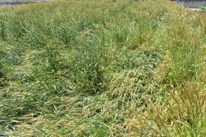 雨で小麦は倒れてしまいました。 - 甲府の野菜畑