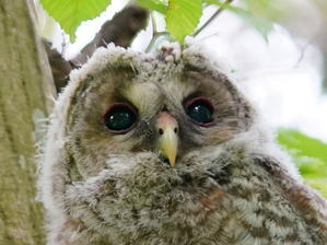 フクロウ雛の表情！！は可愛過ぎ❣️ - シエロの野鳥観察記録