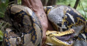 The Peril of Python Constriction: Understanding the Danger of Python Encounters - 