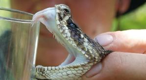 Unveiling the Potent Venom of the Diamondback Rattlesnake: Exploring Its Components - 