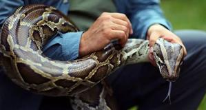 The Perilous Bite and Constriction of the Python: Understanding the Dangers - 