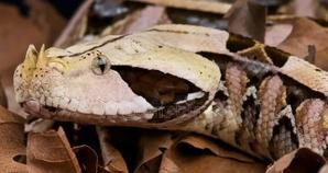 Unveiling the Enigmatic Gaboon Viper: A Master of Camouflage and Venom - 