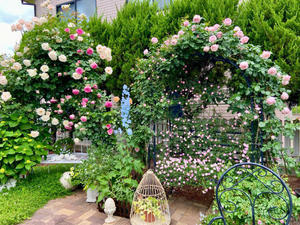 今日はバラ8部咲き♡と、朝、小鳥の鳴き声と共にバラを見れる幸せ✨ - 薪割りマコのバラの庭