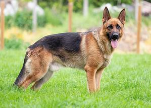 Easy Ways to Raise a German Shepherd Dog - 