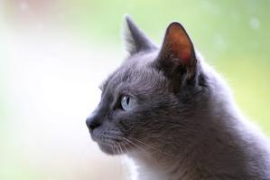 Help! I think my cat has a fever, what should I do? - 