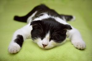 Vaginal Inflammation in Cats - 