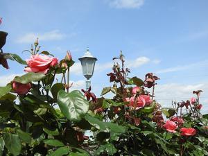 『大野町バラ公園のバラ達　1』 - 自然風の自然風だより