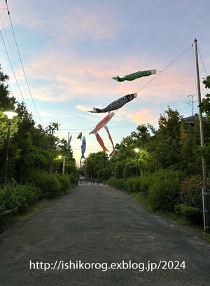 夕暮れ時の鯉のぼり・緑道公園 - 