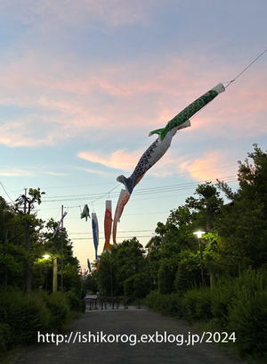 夕暮れ時の鯉のぼり・緑道公園 - 