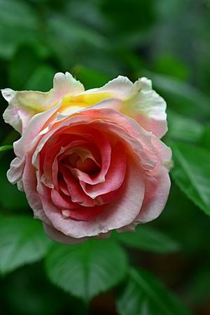 薔薇の季節（Ⅱ） - 花・tuzuri
