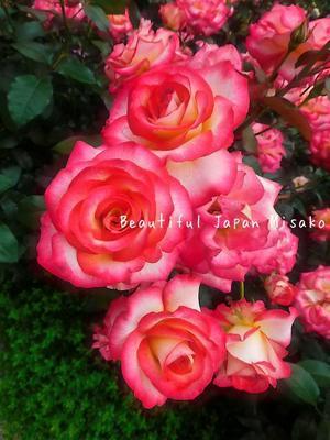 薔薇の香に力をもらい💕;･ﾟ☆､･：`☆･･ﾟ･ﾟ☆ - Beautiful Japan 絵空事