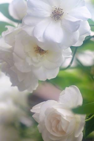 ♫庭の薔薇♫予約投稿④ - 野風の部屋