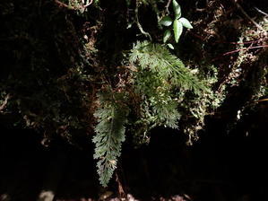 台湾の植物Ⅱ　Abrodictyum clathratum - コケシノブログ‐苔忍録‐