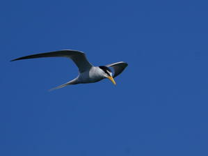 強風の中！青空を飛ぶコアジサシ - シエロの野鳥観察記録