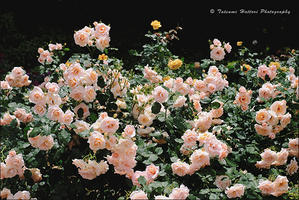 今年の薔薇 5 - Photo.Color