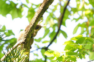 信越自然郷の鳥たち　番外編　木の枝を走り回っていたのは鳥じゃなかった… - 野沢温泉とその周辺いろいろ２
