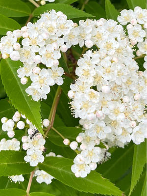 ナナカマドの花　と　白い花たち♪ - 笑う門には福きたる