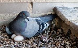 The Fascinating Journey of Pigeon Eggs: How Long Does it Take for Them to Hatch? - 