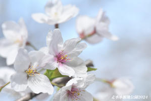 桜、満開だった頃 ③ 『走水水源地公園2024』 - 写愛館
