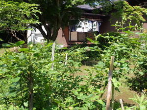 ５月の庭のようすを・・・ - 阿蘇の麓の本屋の本音