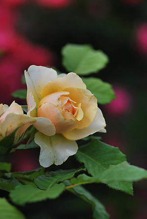 5/15　コメリ オリジナルのバラ　アプリコットクーラー - 「あなたに似た花。」