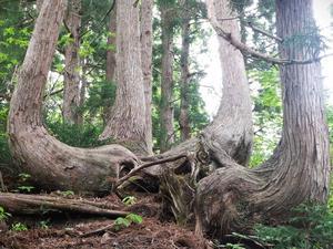 阿賀町　下越の馬ノ髪山で天然杉の尾根を行く　　　　　Mount Umanokami in Aga, Niigata - やっぱり自然が好き