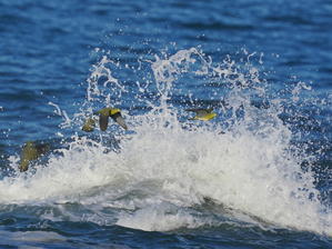 早朝！激しい波が打ち寄せる磯に飛来した！！アオバト - シエロの野鳥観察記録
