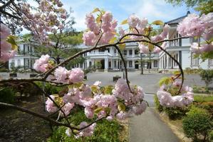 1丁目 三重県庁舎と八重桜たち - 明治村が大好きな、とある村民のブログ