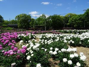 久宝寺緑地のシャクヤク園 - 彩の気まぐれ写真
