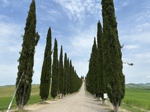 難題の『あの木』を見つける旅 - フィレンツェのガイド　なぎさの便り