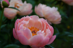 24.04.28：筥崎宮花庭園で花撮影４ - 純さんのスナップショットで四季彩歳