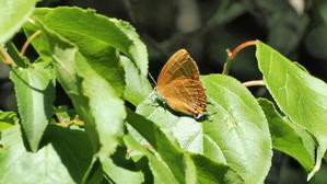 里山散歩　蝶々　ゼフィリス - 舞岡公園は野性の王国