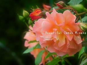 薔薇の園🌹なばなの里;･ﾟ☆､･：`☆･･ﾟ･ﾟ☆ - Beautiful Japan 絵空事