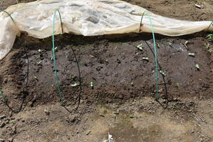 5月にトンネルにスイカを播けば、簡単に発芽します。 - 甲府の野菜畑