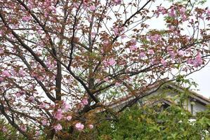 4丁目 八重桜とウコンザクラ - 明治村が大好きな、とある村民のブログ