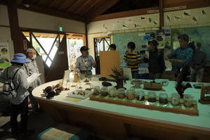 太東崎で海辺の自然観察 - 千葉県いすみ環境と文化のさとセンター