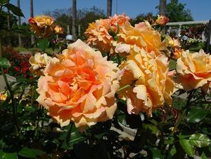 長居植物園のバラ園 - 彩の気まぐれ写真