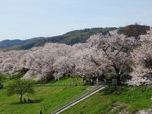 背割堤の桜 - 彩の気まぐれ写真