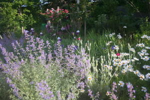５月半ばの庭 - ととのブログ