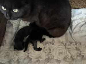 二週間目の、妊婦猫保護、出産の記録 - 糸巻きパレットガーデン