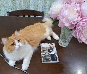 猫と紳士のティールーム♪ - Dr.Masumi Room