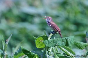 オオヨシキリ　Great Reed Warbler  - 